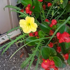 Imminent Covid19 lockdown pause